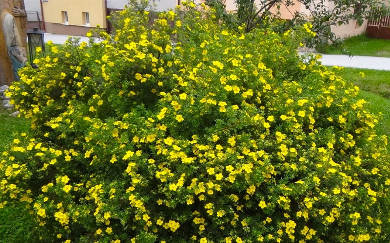 Gold Star Shrubby Cinquefoil (Potentilla Fruticosa) - 1 Gallon Pot 5 Gold Star Shrubby Cinquefoil (Potentilla Fruticosa) - 1 Gallon Pot - Image 5