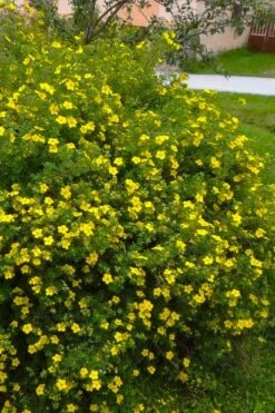 Gold Star Shrubby Cinquefoil (Potentilla Fruticosa) - 1 Gallon Pot 13 Gold Star Shrubby Cinquefoil (Potentilla Fruticosa) - 1 Gallon Pot -Flora Bloom Shop potentilla fruticosa gold star shrubby cinquefoil 4