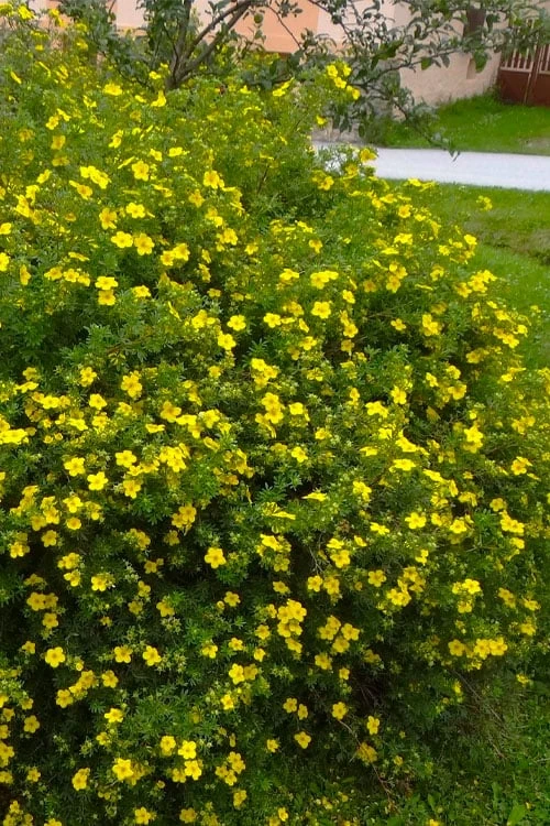 Gold Star Shrubby Cinquefoil (Potentilla Fruticosa) - 1 Gallon Pot 7 Gold Star Shrubby Cinquefoil (Potentilla Fruticosa) - 1 Gallon Pot - Image 7