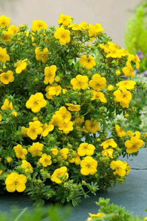 Gold Star Shrubby Cinquefoil (Potentilla Fruticosa) - 1 Gallon Pot 6 Gold Star Shrubby Cinquefoil (Potentilla Fruticosa) - 1 Gallon Pot - Image 6