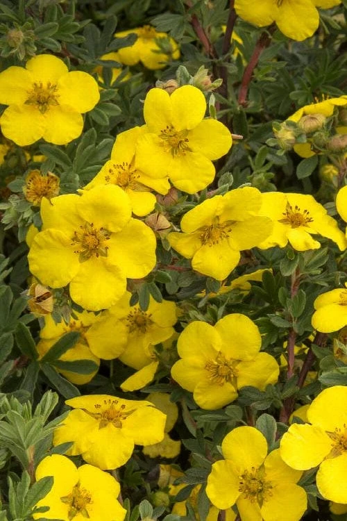 Gold Star Shrubby Cinquefoil (Potentilla Fruticosa) - 1 Gallon Pot 1 Gold Star Shrubby Cinquefoil (Potentilla Fruticosa) - 1 Gallon Pot