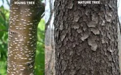 Wild Black Cherry Tree - 1 Gallon Pot -Flora Bloom Shop prunus serotina wild black cherry tree 10