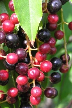 Wild Black Cherry Tree - 1 Gallon Pot -Flora Bloom Shop prunus serotina wild black cherry tree 4