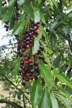 Wild Black Cherry Tree - 1 Gallon Pot -Flora Bloom Shop prunus serotina wild black cherry tree 5
