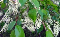 Wild Black Cherry Tree - 1 Gallon Pot -Flora Bloom Shop prunus serotina wild black cherry tree 8