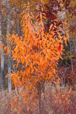 Wild Black Cherry Tree - 1 Gallon Pot -Flora Bloom Shop prunus serotina wild black cherry tree 9