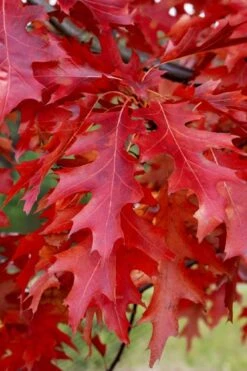 Scarlet Oak Tree (Quercus Coccinea) - 1 Gallon Pot -Flora Bloom Shop quercus coccinea scarlet oak 11