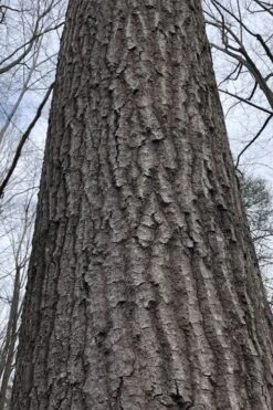 Scarlet Oak Tree (Quercus Coccinea) - 1 Gallon Pot -Flora Bloom Shop quercus coccinea scarlet oak bark trunk 11