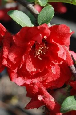 Iwai Nishiki Red Flowering Quince - 1 Gallon Pot -Flora Bloom Shop quince iwai nishiki
