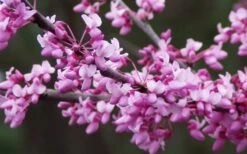 Eastern Redbud - 5 Gallon Pot 9 Eastern Redbud - 5 Gallon Pot -Flora Bloom Shop redbud Eastern Tree Flowers