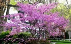 Eastern Redbud - 1 Gallon Pot -Flora Bloom Shop redbud Eastern Tree In Bloom 1