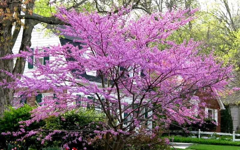 Eastern Redbud - 5 Gallon Pot 6 Eastern Redbud - 5 Gallon Pot - Image 6