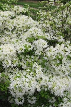 White Alabama Native Azalea (Rhododendron Alabamense) - 3 Gallon Pot -Flora Bloom Shop rhododendron alabamense alabama native azalea 6