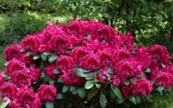 Besse Howells Rhododendron - 3 Gallon Pot -Flora Bloom Shop rhododendron besse howells 6
