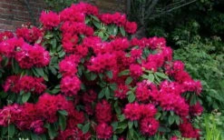 Besse Howells Rhododendron - 3 Gallon Pot -Flora Bloom Shop rhododendron besse howells 7