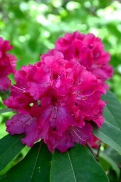 Besse Howells Rhododendron - 3 Gallon Pot -Flora Bloom Shop rhododendron besse howells 8