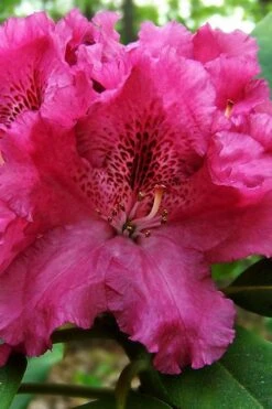 Besse Howells Rhododendron - 3 Gallon Pot -Flora Bloom Shop rhododendron bessie howells 100