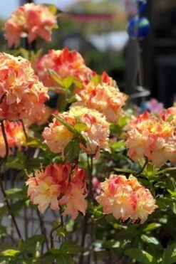 Cannon's Double Exbury Azalea (Rhdodendron) - 2 Gallon Pot -Flora Bloom Shop rhododendron cannons double azalea 2