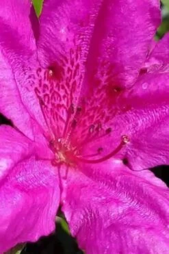 Congo Purple Azalea - 3 Gallon Pot -Flora Bloom Shop rhododendron congo robin hill hybrid azalea 1