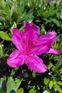 Congo Purple Azalea - 3 Gallon Pot -Flora Bloom Shop rhododendron congo robin hill hybrid azalea 3