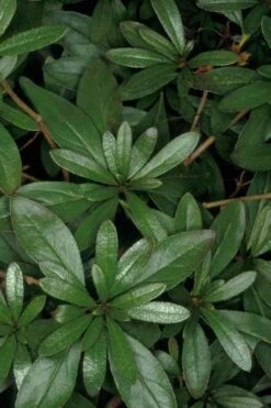 Congo Purple Azalea - 3 Gallon Pot -Flora Bloom Shop rhododendron congo robin hill hybrid azalea 4