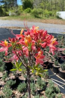Cotton Candy Native Azalea (Rhododendron) - 3 Gallon Pot -Flora Bloom Shop rhododendron cotton candy native azalea 1