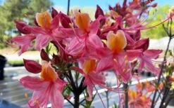 Cotton Candy Native Azalea (Rhododendron) - 3 Gallon Pot -Flora Bloom Shop rhododendron cotton candy native azalea 5