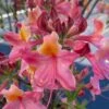Cotton Candy Native Azalea (Rhododendron) - 3 Gallon Pot