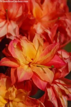 Father Ryan Oconee Native Azalea - 3 Gallon Pot -Flora Bloom Shop rhododendron flammeum father ryan 7