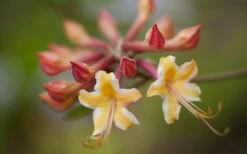 Millie Mac Native Azalea (Rhododendron) - 3 Gallon Pot -Flora Bloom Shop rhododendron millie mac native azalea 10