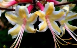 Millie Mac Native Azalea (Rhododendron) - 3 Gallon Pot -Flora Bloom Shop rhododendron millie mac native azalea 15