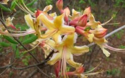 Millie Mac Native Azalea (Rhododendron) - 3 Gallon Pot -Flora Bloom Shop rhododendron millie mac native azalea 2