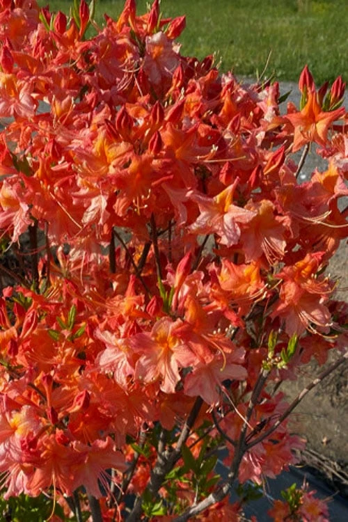 Pat Ryan Aromi Azalea (Rhododendron Hybrid) - 3 Gallon Pot 5 Pat Ryan Aromi Azalea (Rhododendron Hybrid) - 3 Gallon Pot - Image 5