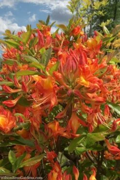 Smitty's Orange Crush Native Azalea (Rhododendron X) - 3 Gallon Pot -Flora Bloom Shop rhododendron smittys orange crush native azalea 1
