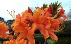 Smitty's Orange Crush Native Azalea (Rhododendron X) - 3 Gallon Pot -Flora Bloom Shop rhododendron smittys orange crush native azalea 4