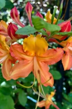 Verdie Sommerville Azalea (Rhododendron) - 3 Gallon Pot 7 Verdie Sommerville Azalea (Rhododendron) - 3 Gallon Pot -Flora Bloom Shop rhododendron verdie sommerville azalea 1