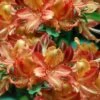 Verdie Sommerville Azalea (Rhododendron) - 3 Gallon Pot