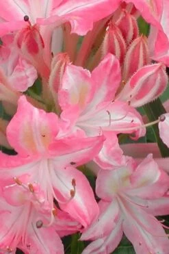Ribbon Candy Swamp Azalea (Rhododendron Viscosum) - 2 Gallon Pot -Flora Bloom Shop rhododendron viscosum ribbon candy swamp azalea 1