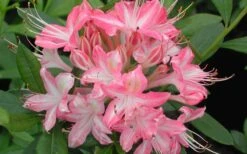 Ribbon Candy Swamp Azalea (Rhododendron Viscosum) - 2 Gallon Pot -Flora Bloom Shop rhododendron viscosum ribbon candy swamp azalea 3