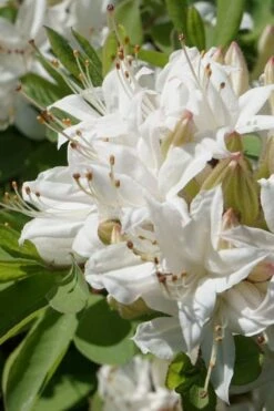 Swamp Azalea (Rhododendron Viscosum) - 3 Gallon Pot -Flora Bloom Shop rhododendron viscosum swamp azalea 1