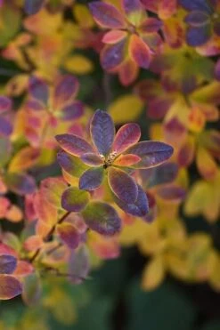 Swamp Azalea (Rhododendron Viscosum) - 3 Gallon Pot -Flora Bloom Shop rhododendron viscosum swamp azalea 2