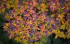 Ribbon Candy Swamp Azalea (Rhododendron Viscosum) - 2 Gallon Pot -Flora Bloom Shop rhododendron viscosum swamp azalea 3 1