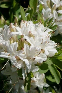 Swamp Azalea (Rhododendron Viscosum) - 3 Gallon Pot -Flora Bloom Shop rhododendron viscosum swamp azalea 5