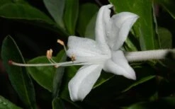 Swamp Azalea (Rhododendron Viscosum) - 3 Gallon Pot -Flora Bloom Shop rhododendron viscosum swamp azalea 8