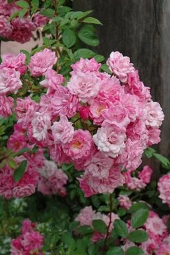 Peggy Martin Climbing Rose - 3 Gallon Pot -Flora Bloom Shop rosa peggy martin climbing rose 1