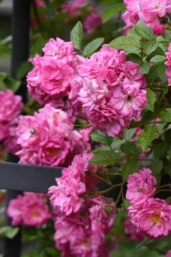 Peggy Martin Climbing Rose - 3 Gallon Pot -Flora Bloom Shop rosa peggy martin climbing rose 10