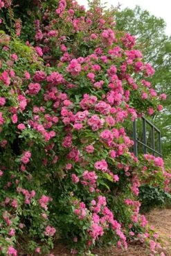 Peggy Martin Climbing Rose - 3 Gallon Pot -Flora Bloom Shop rosa peggy martin climbing rose 2