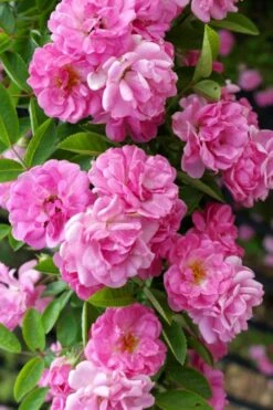 Peggy Martin Climbing Rose - 3 Gallon Pot -Flora Bloom Shop rosa peggy martin climbing rose 5
