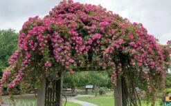 Peggy Martin Climbing Rose - 3 Gallon Pot -Flora Bloom Shop rosa peggy martin climbing rose 7