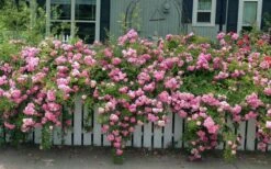 Peggy Martin Climbing Rose - 3 Gallon Pot -Flora Bloom Shop rosa peggy martin climbing rose 8